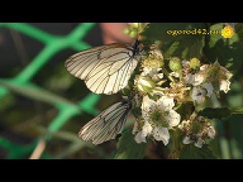 Видео: Чем опасна бабочка боярышница? До смешного простое решение проблемы!