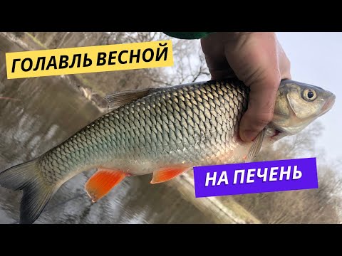 Видео: Голавль весной на куриную печень Ловля голавля весной на донки