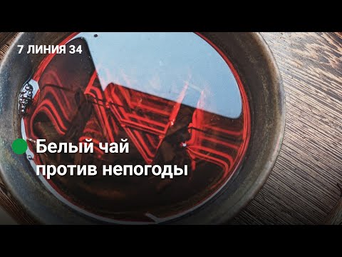 Видео: Белый чай: что такое, как заваривать | Чайный стрим