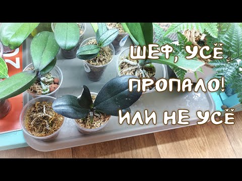 Видео: Реанимация Орхидей в Размере 1,7 и Все Остальные Неудачи. Части Три, Четыре и Пересадка.