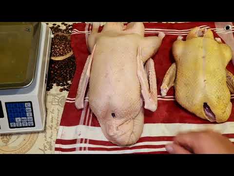 Видео: вес гуся в 5 месяцев, первый в этом году