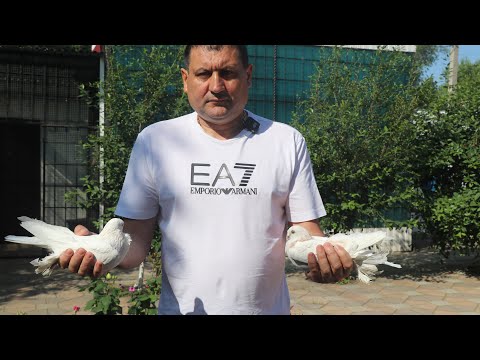 Видео: "Мне всегда нравились  голуби с боем, тягой и мастью".Богданов Евгений из Петропавловска Казахстан.