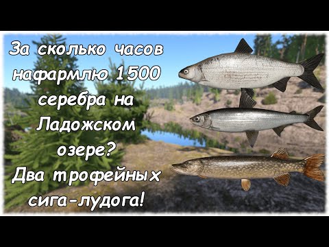 Видео: Русская рыбалка 4 Ладожское озеро. За сколько часов нафармлю 1500 серебра? Два трофейных сига-лудога