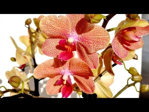 Видео: 27.03.22.ОРХИДЕЯ Сансет Лав пересадка через год..