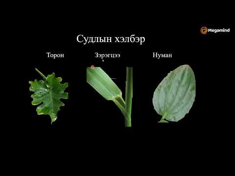 Видео: Биологи №22 Иш, навчны бүтэц, усны ууршилт