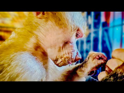 Видео: Люська-ЗАБОТУШКА , чтобы папа Влад без нее делал???