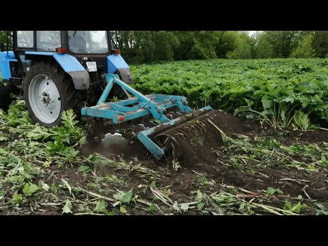 Видео: Уничтожил целое поле борщевика