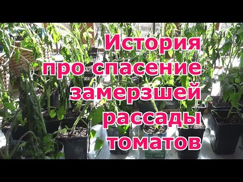 Видео: Что делать и как спасти подмерзшую рассаду томатов