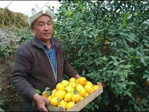 Видео: Лимон  бизнесинин  өнүгүү мүмкүнчүлүктөрү