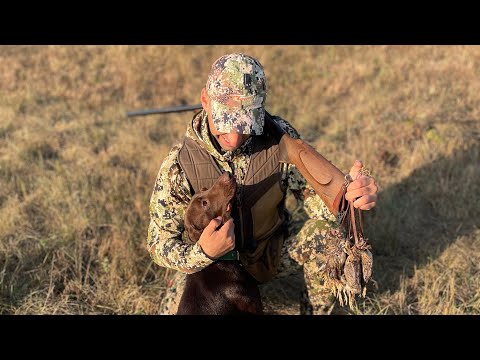 Видео: Очередная охота на перепела 🔥