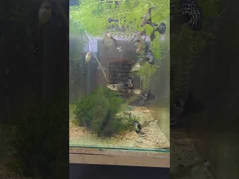 Видео: Лесен начин за хранене на млади анциструси.Някои новинки из развъдника