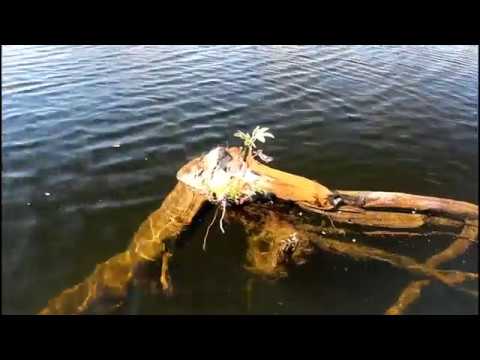 Видео: Ёдарма.  3-5 августа 2018 г.