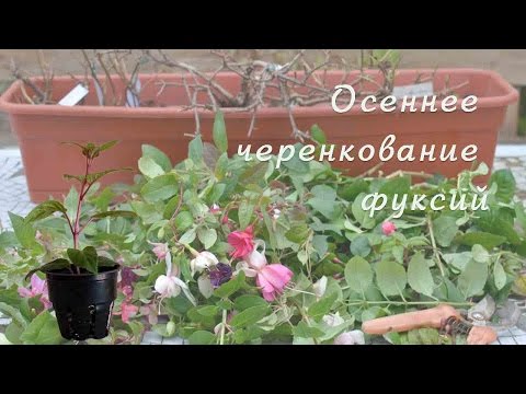 Видео: Фуксии: размножение древесными черенками