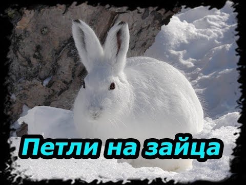 Видео: Петли на зайца, охота на зайца. ( Проверка петель № 2 )