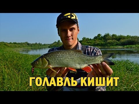 Видео: Голавль КИШИТ На Перекате! Как Ловить ГОЛАВЛЯ Спиннингом в Начале Лета!? / Рыбалка