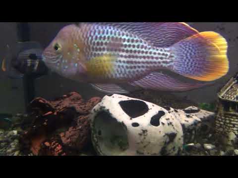 Видео: Акара бирюзовая, третья попытка развести, икра на замке в общем аквариуме!
