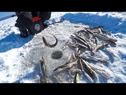 Видео: Рыбалка 2022, в Приморском крае. Песчаный, Южная сторона  (Береговое). Ловля наваги