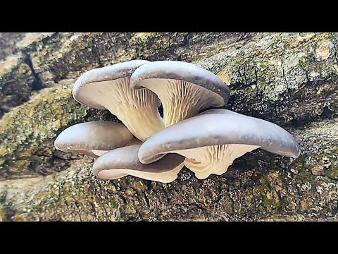 Видео: За грибами. Диких вешенок настриг 3-го ноября. Грибы 2025