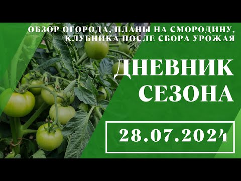 Видео: Обзор огорода, планы на смородину, клубника после сбора урожая // 28.07.2024