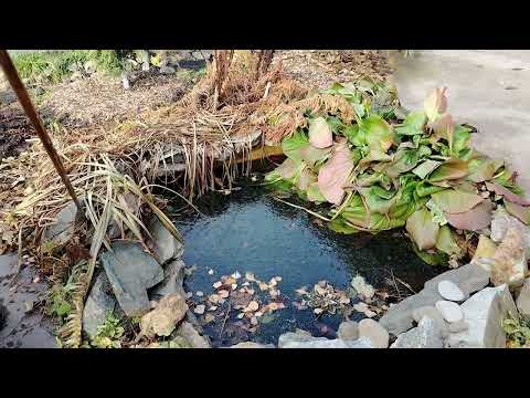 Видео: На прудике уже можно кататься на коньках 