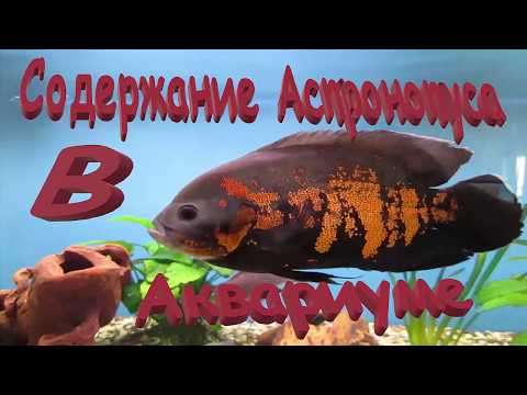Видео: Астронотус оскар. Содержание Астронотусов в аквариуме.