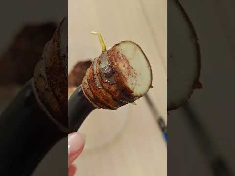 Видео: НЕОЖИДАННО И ОЧЕНЬ НЕПРИЯТНО! 😱 что стало с алоказией Блэк стэм вариегатной?