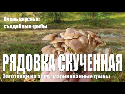 Видео: Грибы рядовка скученная - очень вкусные съедобные грибы. Заготовки на зиму, маринованные грибы.