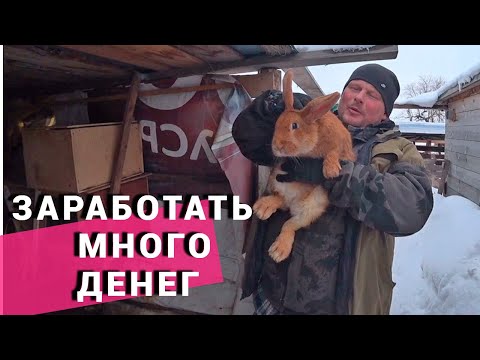 Видео: Кормление телят ЗЦМ. Стоит ли держать кроликов ради денег. Наши будни в деревне.