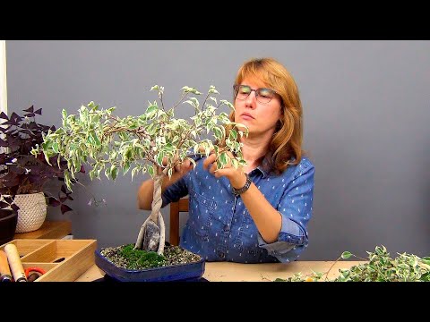 Видео: Плетение косичкой фикуса Бенджамина (ч.6).