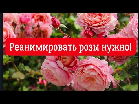 Видео: РОЗЫ. РЕАНИМИРОВАТЬ РОЗЫ ПОСЛЕ ЗИМЫ ИЛИ НЕТ? ЯПОНСКИЕ СРЕДСТВА ЗАЩИТЫ ДЛЯ РОЗ.