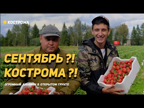 Видео: Альбион с кулак 🍓 в Сентябре! Кострома - выращивание клубники