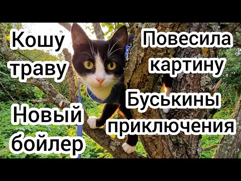 Видео: Кошу траву. Повесила картину. Новый бойлер. Буськины приключения.