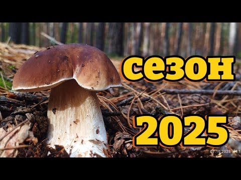 Видео: Оце так гриби! Супер знахідки в молодому лісі 🌲🍄Грибна удача: рекордні знахідки в молодому лісі