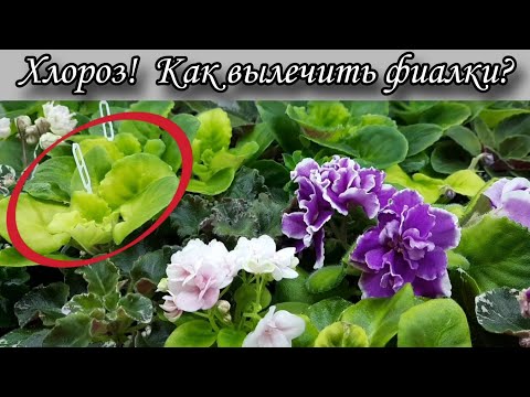 Видео: Хлороз на листьях фиалок! От некачественного грунта пострадали детки и взрослые розетки.