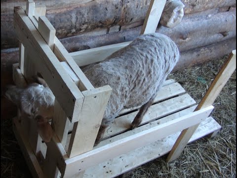 Видео: Фиксатор для Овец и Коз.