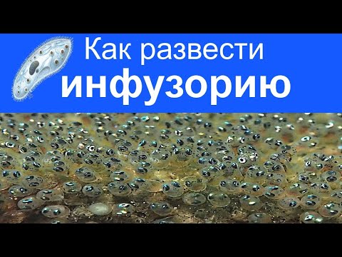 Видео: Инфузория