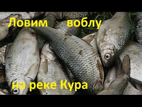 Видео: Диалоги о рыбалке -143 - Река Кура,  ловля воблы.