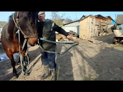Видео: Отличная и хорошая лошадь 🐎💪