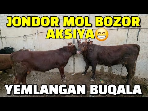 Видео:  БУХОРО ЖОНДОР МОЛ БОЗОР 09.11.2025/ЙЕМЛАНГАН БУКА НАРХЛАР