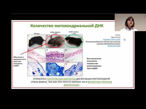 Видео: Анализ митохондриальной ДНК
