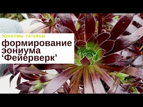 Видео: Формирую эониум 'Фейерверк'