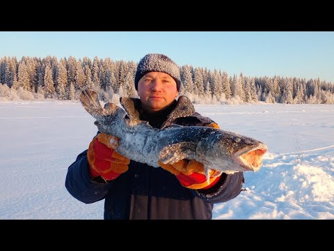 Видео: ЛОВИМ ТРЕСКУ в МОРОЗ. ОЧЕРЕДНАЯ ПРОВЕРКА ЖЕРЛИЦ. ЕСТЬ РЫБА!!!