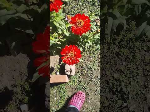 Видео: Обиколка из селския двор