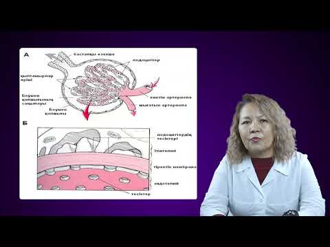 Видео: Бүйрек патофизиологиясы. Гломерулонефриттің патогенезі