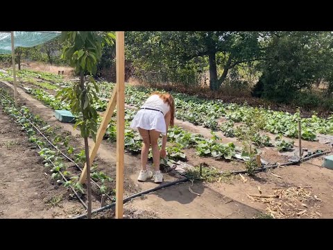 Видео: КРАСАВИЦА ПО ЛЕТНЕМУ НА ДАЧЕ РВЕТ ТРАВКУ И СОБИРАЕТ УРОЖАЙ ОГУРЦОВ 