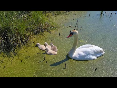 Видео: Лебединая сага: От трагедии к новой жизни