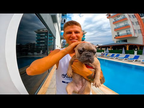 Видео: ДАНЯ ЗАХОТЕЛ КУПИТЬ ФРАНЦУСКОГО БУЛЬДОГА 🐶