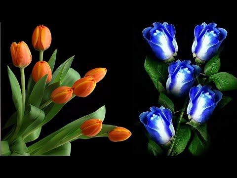 Видео: Как сделать цветы тюльпана из полиэтиленовых пакетов | идеи цветочных ремесел