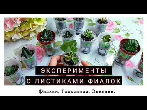 Видео: Эксперименты с листиками фиалок. Как ускорить появление деток?