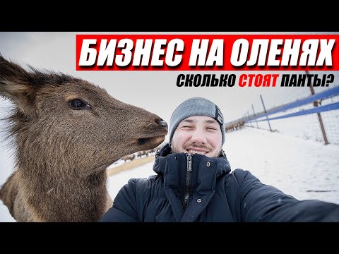 Видео: Миллионный Бизнес на Оленеводстве. Сколько Стоят Панты? / Антон Пермяков